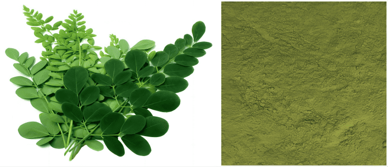 how to choose the suitable moringa leaf grinding machine (1)