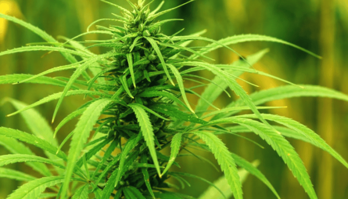 hemp grinding machine coarse crusher (1)