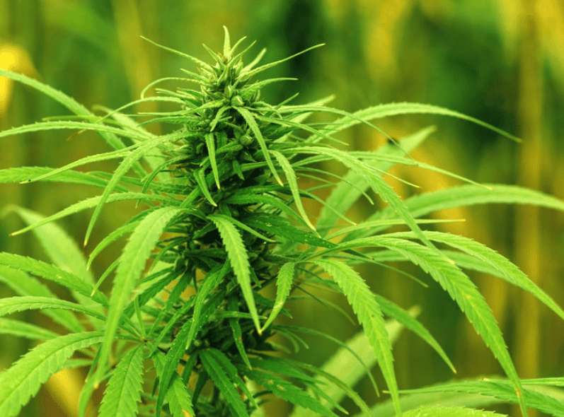 hemp grinding machine coarse crusher (1)