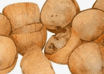 coconut shell grinding machines from granules to superfine powder (4)