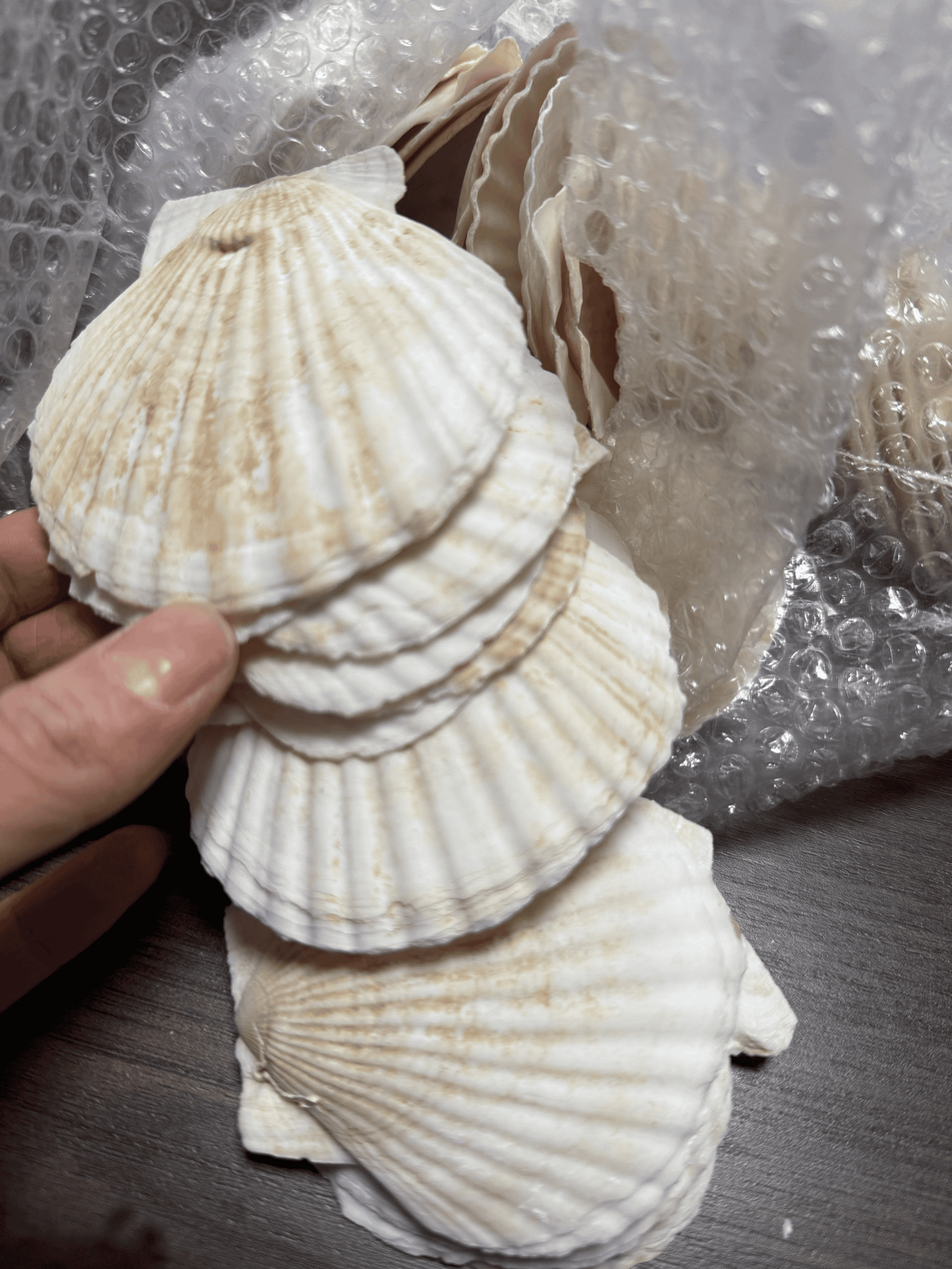 seashell grinding solutions (4)