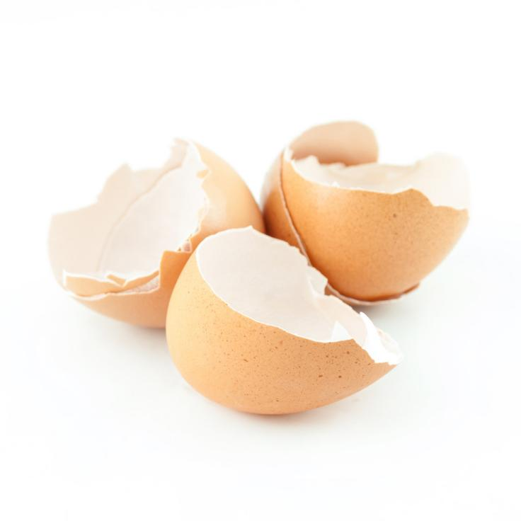 how to build an efficient eggshell powder processing line (1)